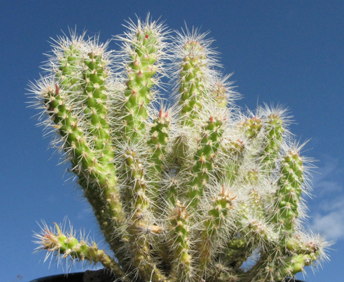 Pépinière Palmaris Cylindropuntia spinosior nana