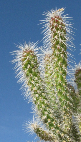 Pépinière Palmaris Cylindropuntia spinosior nana