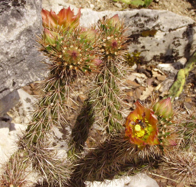 Pépinière Palmaris Cylindropuntia versicolor