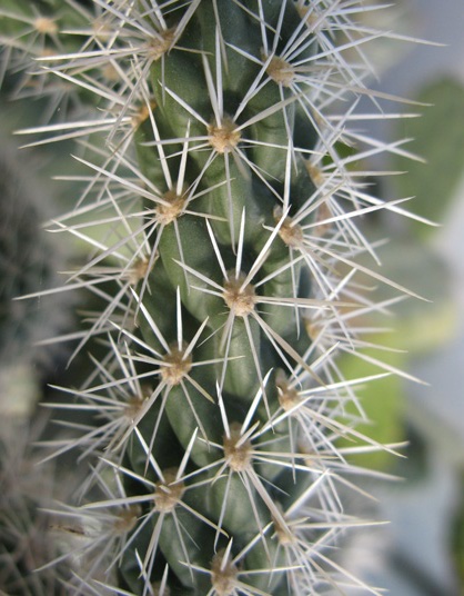 Pépinière Palmaris Cylindropuntia versicolor