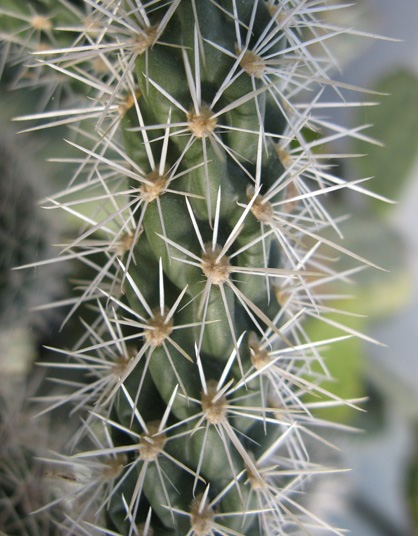 Pépinière Palmaris Cylindropuntia versicolor