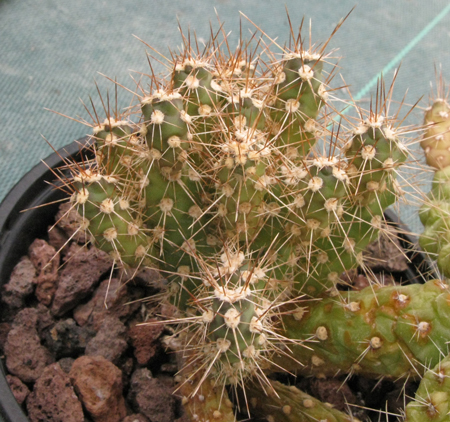 Pépinière Palmaris cylindropuntia vilis