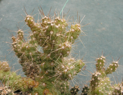 Pépinière Palmaris cylindropuntia vilis