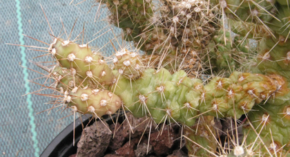 Pépinière Palmaris cylindropuntia vilis