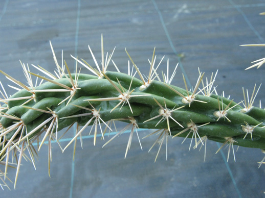 Pépinière Palmaris Cylindropuntia X viridiflora