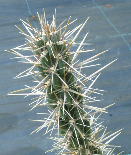 Pépinière Palmaris Cylindropuntia X viridiflora