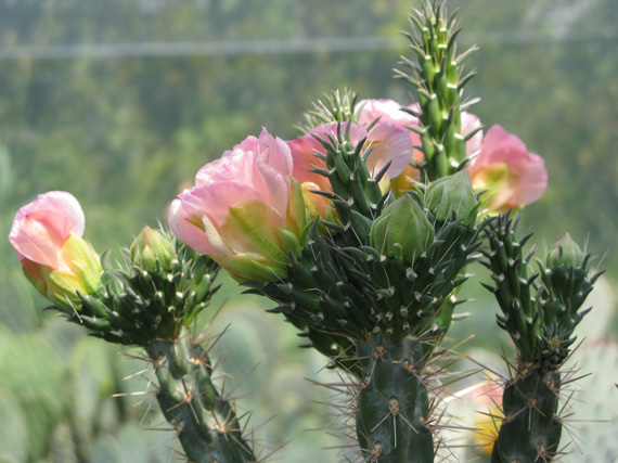 Pépinière Palmaris Cylindropuntia X viridiflora