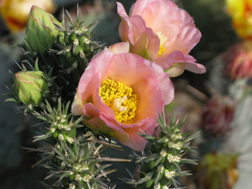 Pépinière Palmaris Cylindropuntia X viridiflora