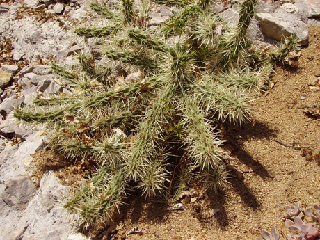 Pépinière Palmaris Cylindropuntia rosea