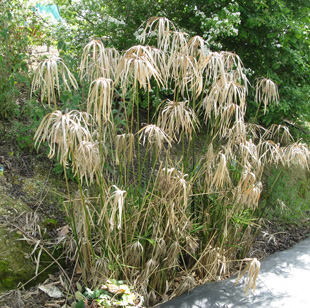 Pépinière Palmaris Cyperus alternifolius