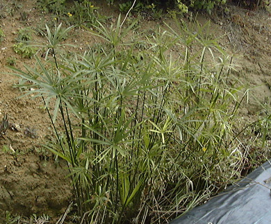 Pépinière Palmaris Cyperus alternifolius