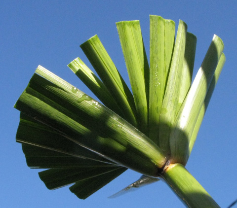 Pépinière Palmaris Cyperus alternifolius