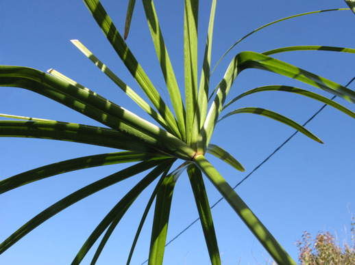 Pépinière Palmaris Cyperus alternifolius