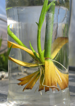 Pépinière Palmaris Cyperus alternifolius