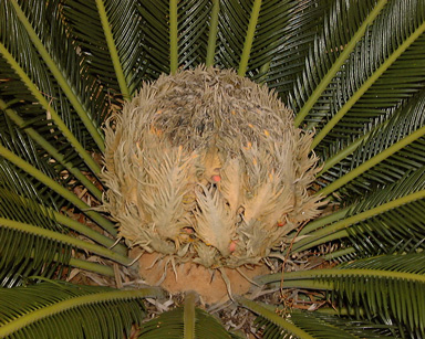 Pépinière Palmaris Cycas revoluta