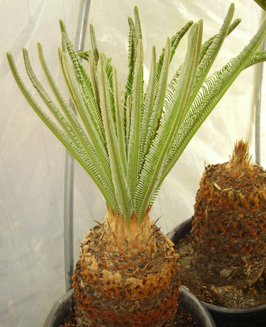 Pépinière Palmaris Cycas revoluta