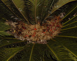 Pépinière Palmaris Cycas revoluta