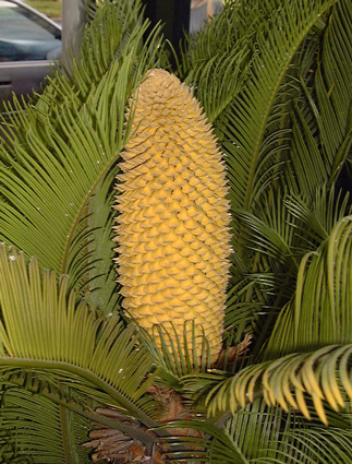 Pépinière Palmaris Cycas revoluta