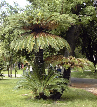 Pépinière Palmaris Cycas revoluta