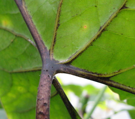 Pépinière Palmaris Cyrtosperma johnstonii