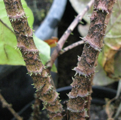 Pépinière Palmaris Cyrtosperma johnstonii