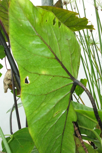 Pépinière Palmaris Cyrtosperma johnstonii