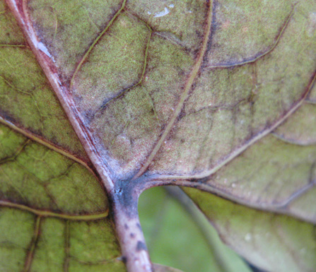 Pépinière Palmaris Cyrtosperma johnstonii