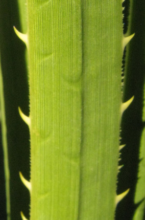 Pépinière Palmaris Dasylirion glaucophyllum