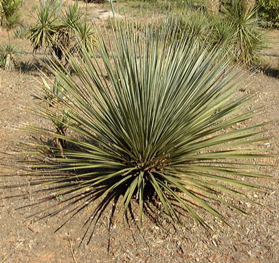 Pépinière Palmaris Dasylirion glaucophyllum