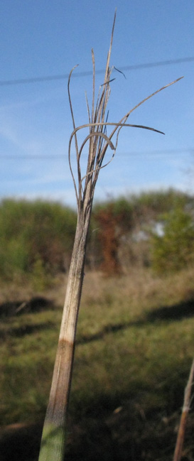 Pépinière Palmaris Dasylirion serratifolium