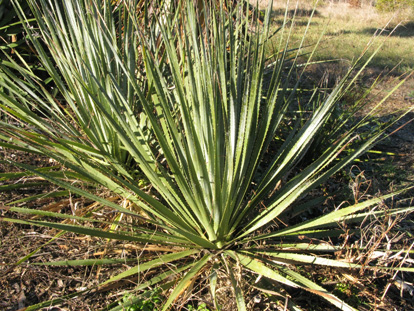 Pépinière Palmaris Dasylirion serratifolium