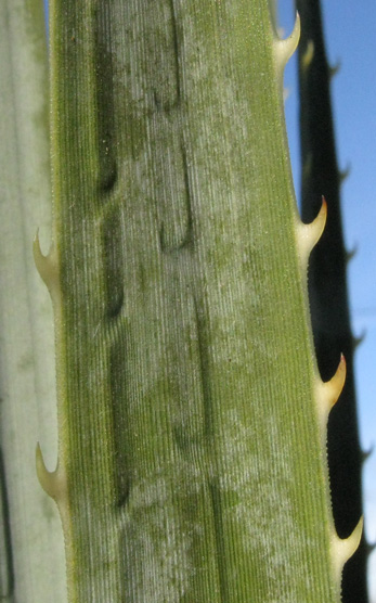Pépinière Palmaris Dasylirion serratifolium
