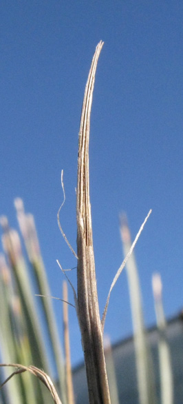 Pépinière Palmaris Dasylirion texanum