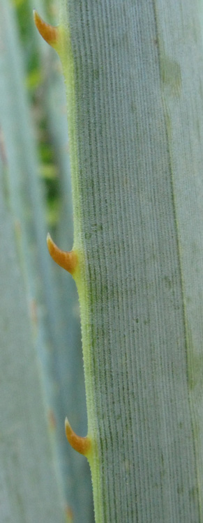 Pépinière Palmaris Dasylirion wheeleri