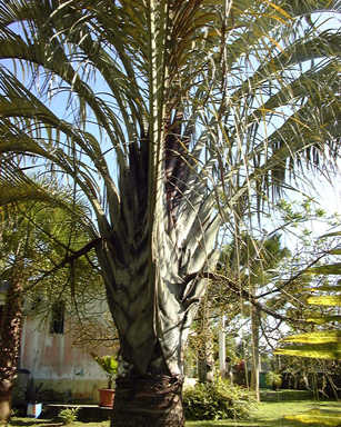 Pépinière Palmaris Dypsis decaryi