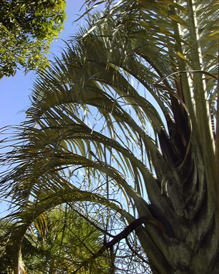 Pépinière Palmaris Dypsis decaryi