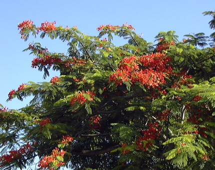 Pépinière Palmaris Delonyx regia