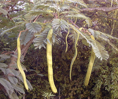 Pépinière Palmaris Delonyx regia