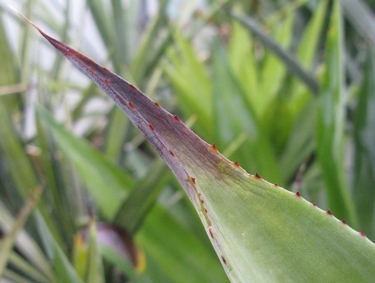 Pépinière Palmaris Déshydratation d'Agave evadens