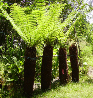 Pépinière Palmaris Dicksonia antarctica