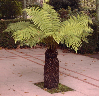 Pépinière Palmaris Dicksonia antarctica Cambo