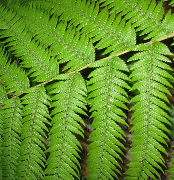 Pépinière Palmaris Dicksonia antarctica