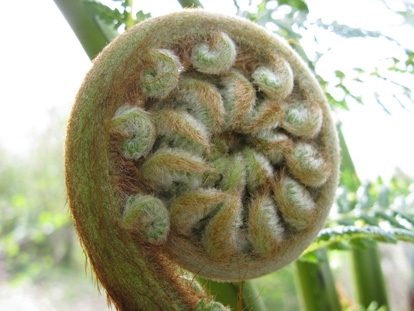 Pépinière Palmaris Dicksonia antarctica