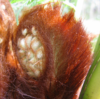 Pépinière Palmaris Dicksonia antarctica