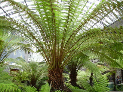 Pépinière Palmaris Dicksonia antarctica Vulcania