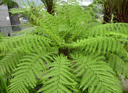 Pépinière Palmaris Dicksonia antarctica Vulcania