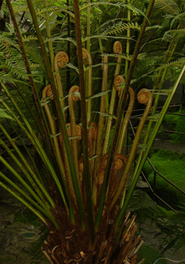 Pépinière Palmaris Dicksonia antarctica Vulcania