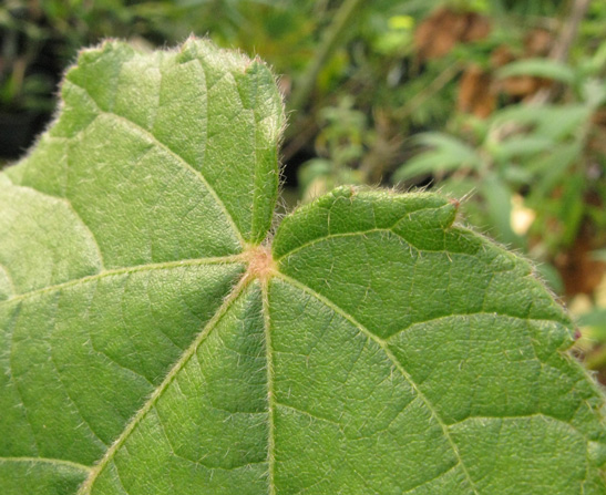 Pépinière Palmaris Dombeya wallichii