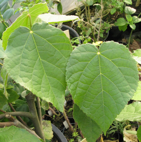 Pépinière Palmaris Dombeya wallichii