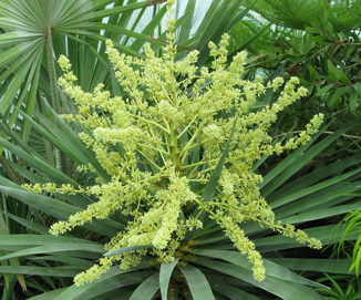 Pépinière Palmaris Dracaena draco